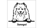 Samoyed - Peeking Dogs - breed face