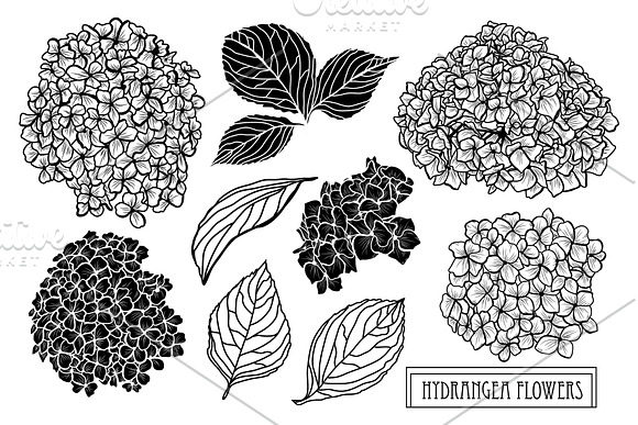 Hydrangea Flowers Set in Illustrations - product preview 4