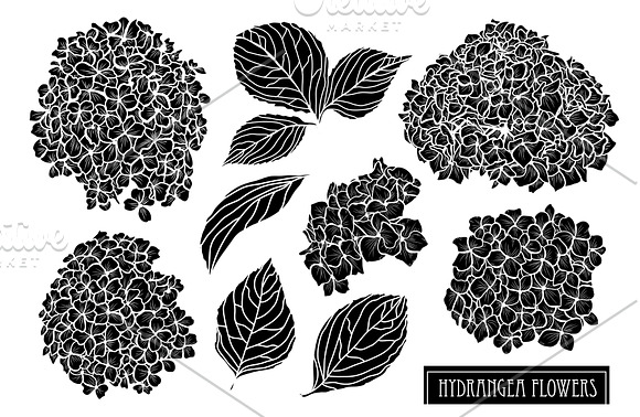 Hydrangea Flowers Set in Illustrations - product preview 5