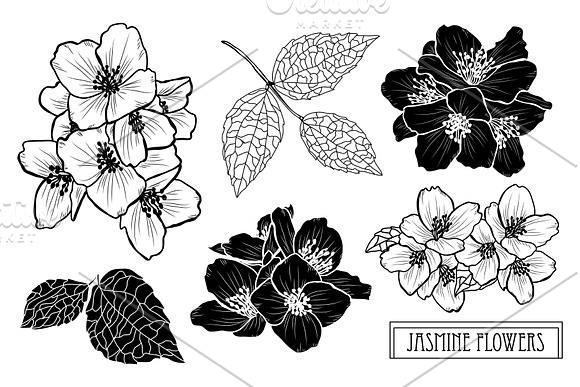 Jasmine Flowers Set in Illustrations - product preview 4