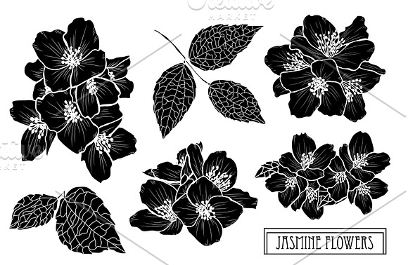 Jasmine Flowers Set in Illustrations - product preview 5
