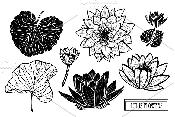 Lotus Flowers Set in Illustrations - product preview 4