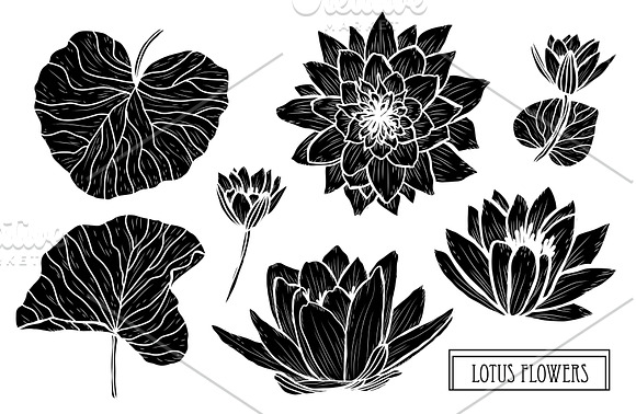 Lotus Flowers Set in Illustrations - product preview 5