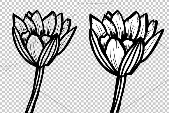 Lotus Flowers Set in Illustrations - product preview 6