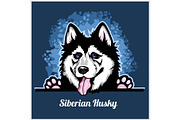 Color dog head, Siberian Husky breed