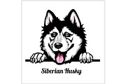 Siberian Husky - Peeking Dogs -