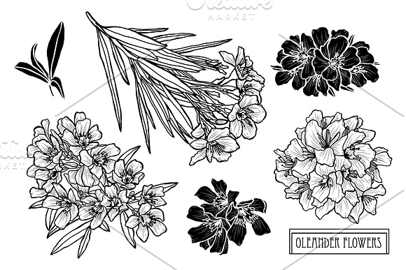 Oleander Flowers Set in Illustrations - product preview 4