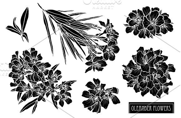 Oleander Flowers Set in Illustrations - product preview 5