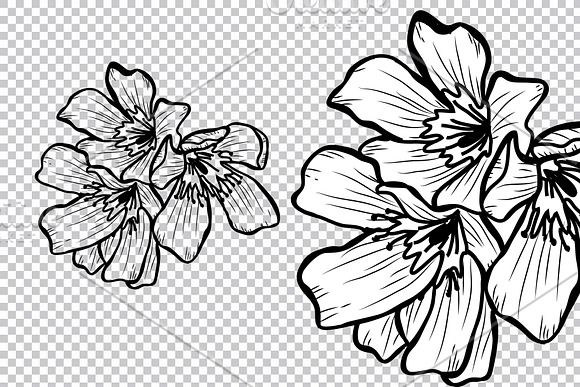 Oleander Flowers Set in Illustrations - product preview 6