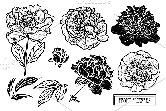 Peony Flowers Set in Illustrations - product preview 4