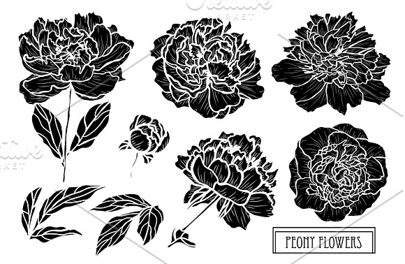 Peony Flowers Set in Illustrations - product preview 5