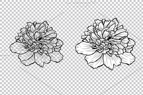 Peony Flowers Set in Illustrations - product preview 6