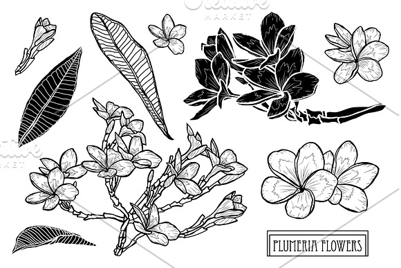 Plumeria Flowers Set in Illustrations - product preview 4