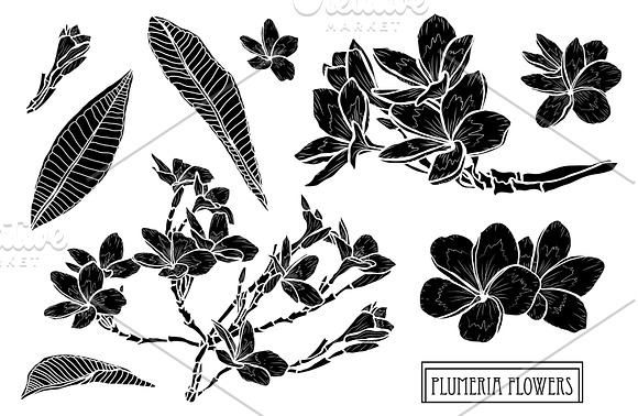 Plumeria Flowers Set in Illustrations - product preview 5