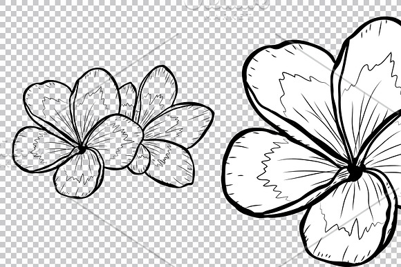 Plumeria Flowers Set in Illustrations - product preview 6