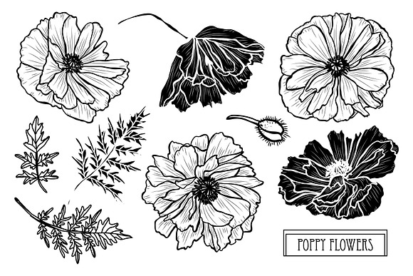 Poppy Flowers Set in Illustrations - product preview 4