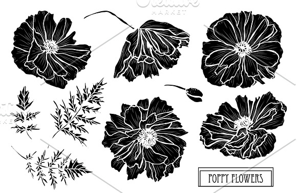 Poppy Flowers Set in Illustrations - product preview 5