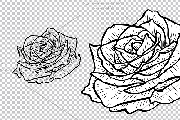 Rose Flowers Set in Illustrations - product preview 6
