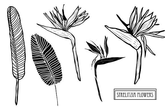 Strelitzia Flowers Set in Illustrations - product preview 3