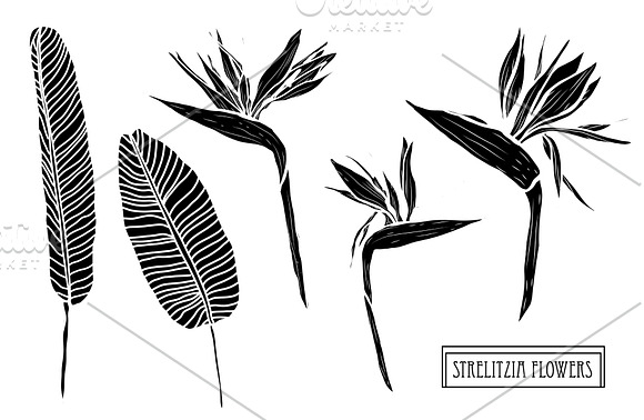 Strelitzia Flowers Set in Illustrations - product preview 4