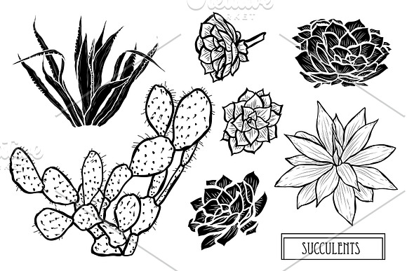 Succulents Set in Illustrations - product preview 4