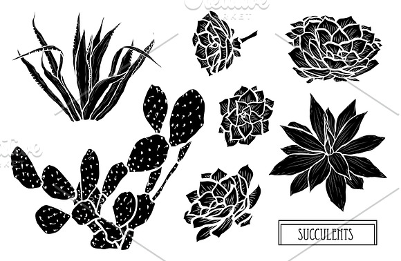 Succulents Set in Illustrations - product preview 5