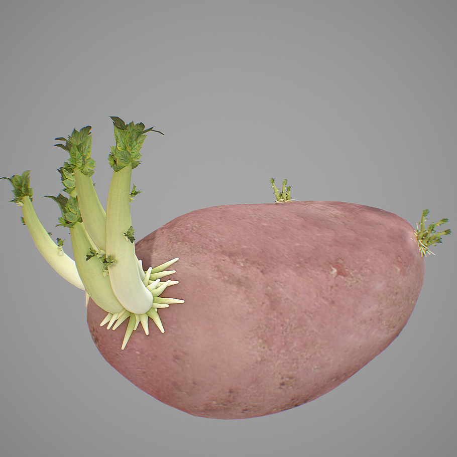 Potatoes Sprouts in Nature - product preview 6