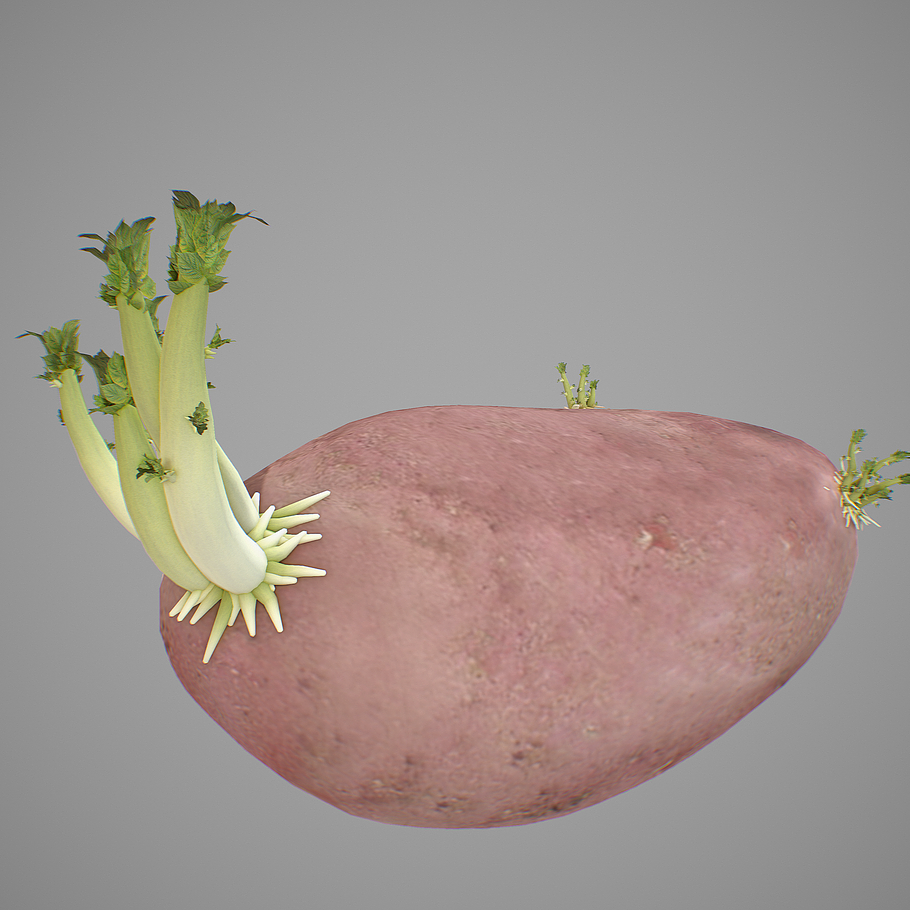 Potatoes Sprouts in Nature - product preview 8