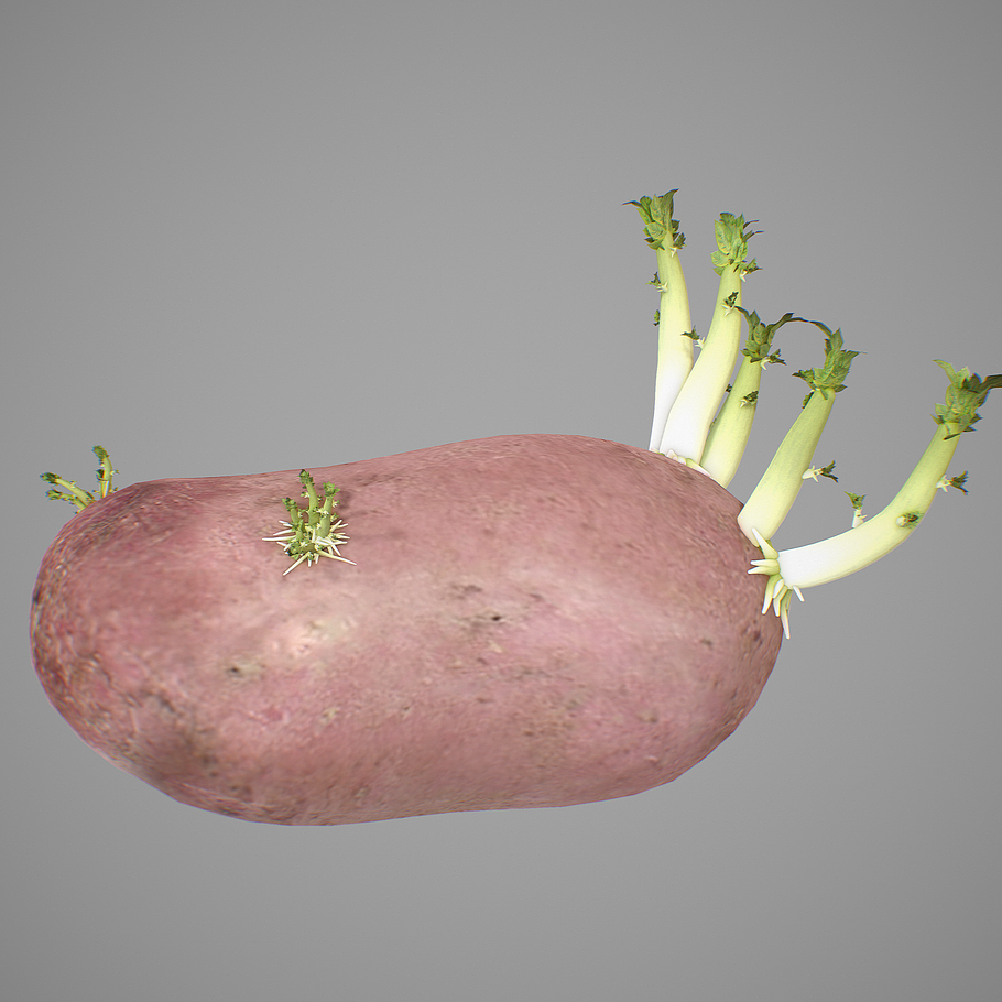 Potatoes Sprouts in Nature - product preview 9