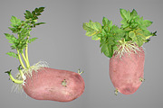 Young potato plant