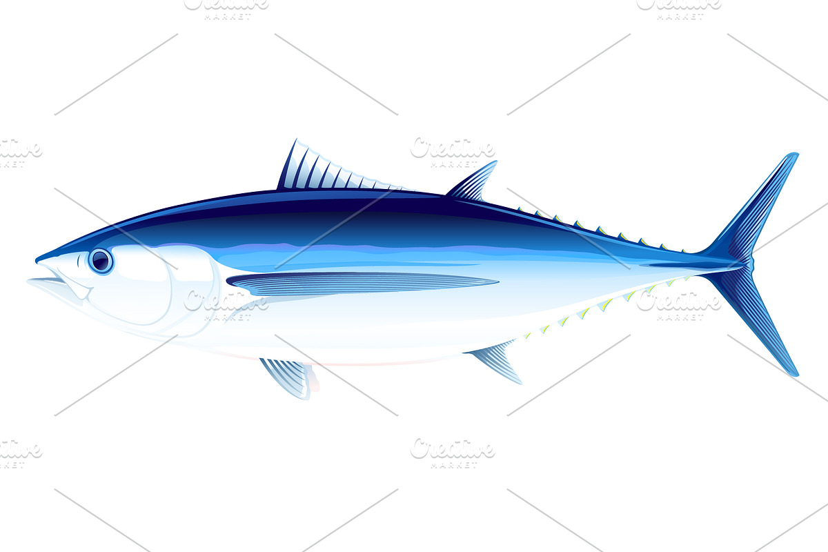 Albacore tuna fish in Illustrations - product preview 8
