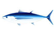 Albacore tuna fish