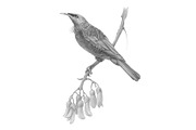 Tui Bird Pencil Illustration