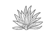 Agave plant sketch vector