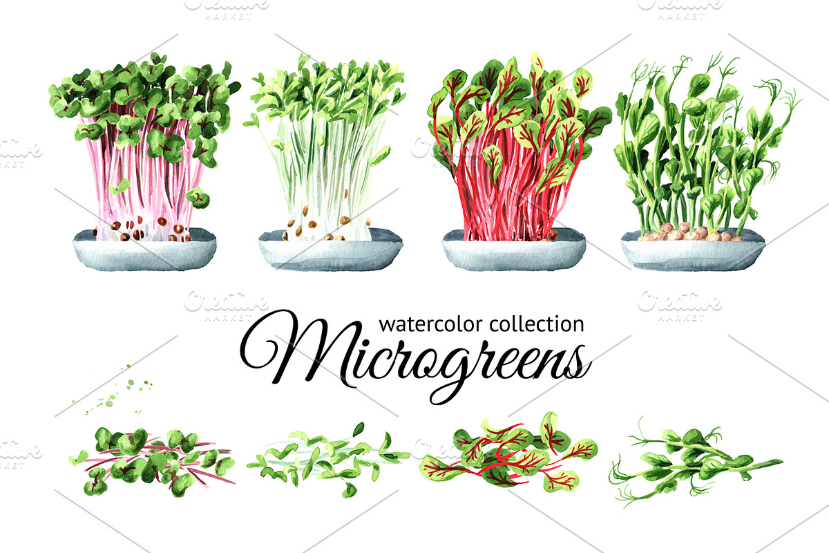 Microgreens. Watercolor collection in Illustrations - product preview 8