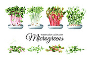 Microgreens. Watercolor collection