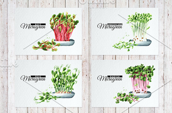 Microgreens. Watercolor collection in Illustrations - product preview 1