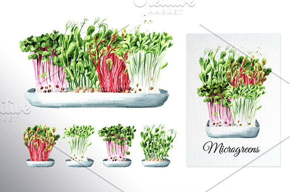 Microgreens. Watercolor collection in Illustrations - product preview 2