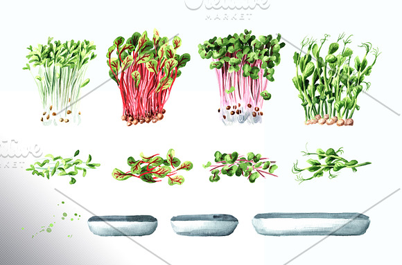 Microgreens. Watercolor collection in Illustrations - product preview 3