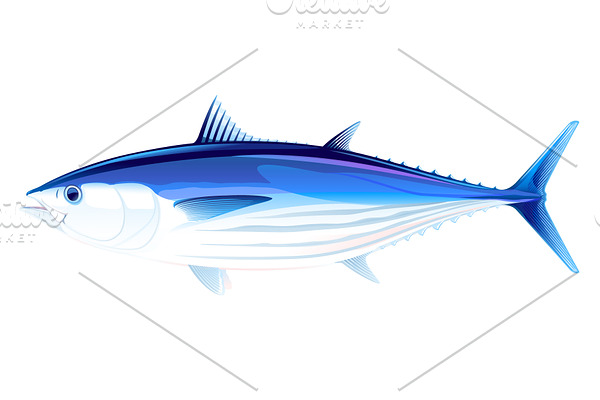 Skipjack tuna fish
