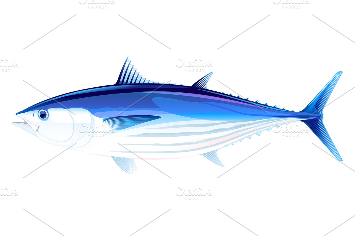 Skipjack tuna fish in Illustrations - product preview 8