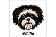Shih Tzu Dog head showing tongue in