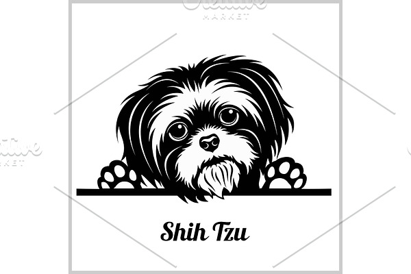 Shih Tzu Dog Breed - Peeking Dogs -