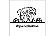 Dogue de Bordeaux Dog Breed -