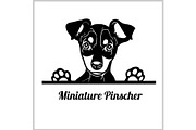 Miniature Pinscher Dog Breed -