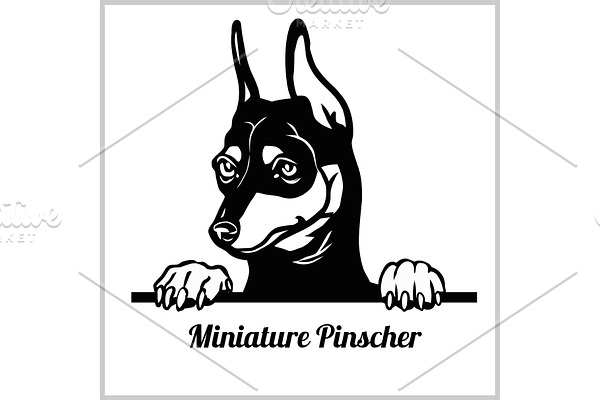 Miniature Pinscher Dog Breed -