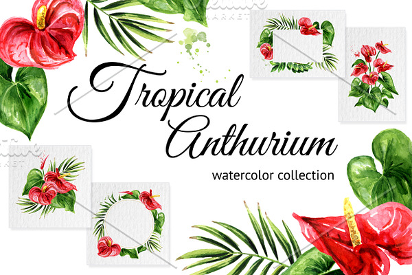 Tropical Anthurium