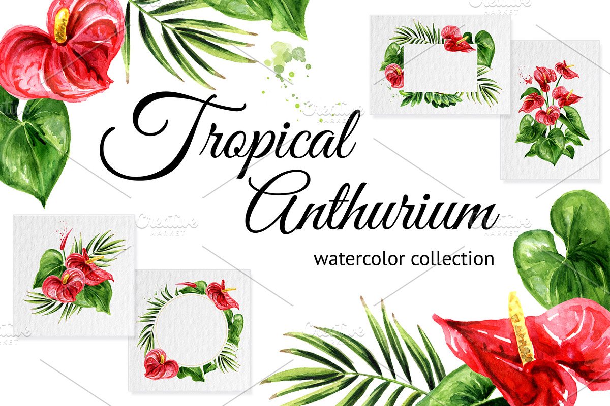 Tropical Anthurium in Illustrations - product preview 8