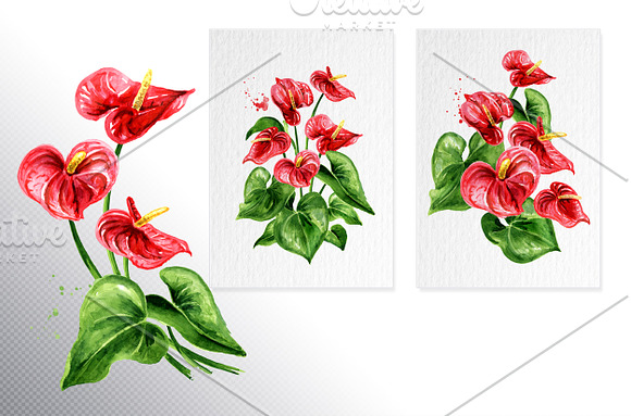 Tropical Anthurium in Illustrations - product preview 3