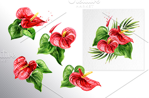 Tropical Anthurium in Illustrations - product preview 4